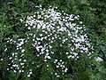 Ranunculus platanifolius, la Fouly, Schweiz