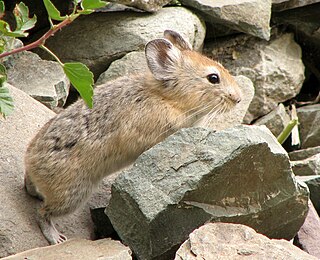 <span class="mw-page-title-main">Large-eared pika</span> Species of mammal