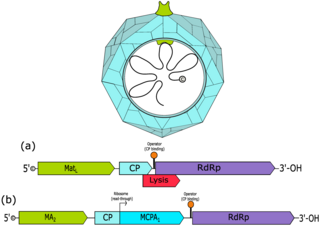 <i>Fiersviridae</i> Family of viruses