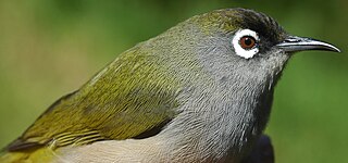 <span class="mw-page-title-main">Réunion olive white-eye</span> Species of bird