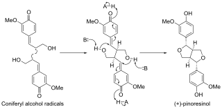 <span class="mw-page-title-main">Dirigent protein</span>