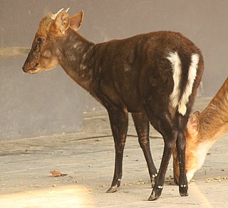 <span class="mw-page-title-main">Hairy-fronted muntjac</span> Species of deer