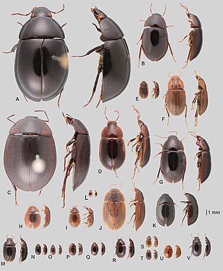 <span class="mw-page-title-main">Acidocerinae</span> Subfamily of beetles