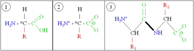 Peptide bond formation