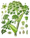 Chromolithographie d’Angelica archangelica dans l’ouvrage Plantes médicinales de Köhler