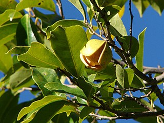 <i>Annona montana</i> Species of tree