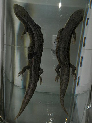 <i>Ablepharus alaicus</i> Species of lizard