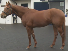 New sire Australia in 2015 Australia At Stud.tiff