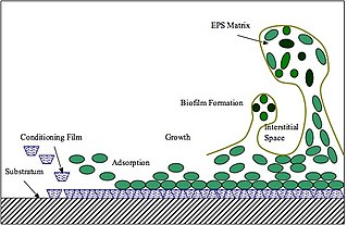 <span class="mw-page-title-main">Extracellular polymeric substance</span> Gluey polymers secreted by microorganisms to form biofilms