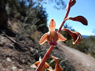 <i>Hexalectris arizonica</i> Species of orchid