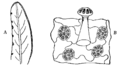 Pinguicula vulgaris Drawings from 1911 Encyclopædia Britannica