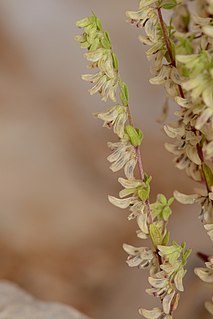 <i>Callipeltis</i> Species of plant