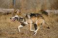 El lobo mexicano (Canis lupus baileyi) es la subespecie genéticamente más distinta de lobo presente en Norteamérica. Es también una de las subespecies más pequeñas, alcanzando una longitud no mayor de 135 cm y una altura máxima de 80 cm aproximadamente. Los pesos varían desde los 27 kg hasta los 45 kg. Por Jim Clark.