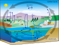 Ciclo do carbono