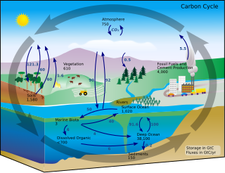 <span class="mw-page-title-main">Carbon-to-nitrogen ratio</span> Chemical ratio in organic materials