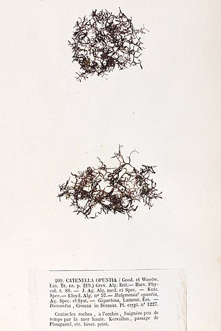 <i>Catenella caespitosa</i> Species of alga