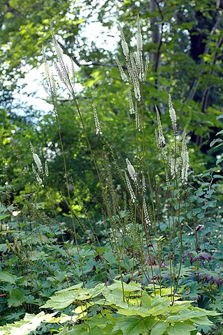 <span class="mw-page-title-main">Cimicifugeae</span> Invalidated genus of flowering plants