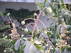 Ανώριμος καρπός Mangifera, περίπου έξη εβδομάδες μετά την ετήσια άνθηση.