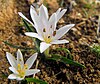 Colchicum cupani.jpg