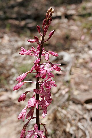 <i>Dipodium</i> Genus of orchids