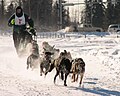 Wyścig psich zaprzęgów na Alasce