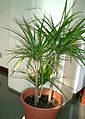 Dračinec vroubený (Dracaena reflexa var. angustifolia