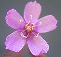 Drosera hartmeyerorum