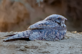 <span class="mw-page-title-main">Egyptian nightjar</span> Species of bird