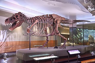 <span class="mw-page-title-main">Sue (dinosaur)</span> Very complete Tyrannosaurus rex fossil