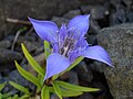 Hořec Gentiana paradoxa