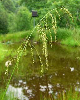 <i>Glyceria</i> Genus of grasses