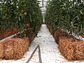 Hydroponic tomato over straw