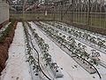 Hydroponic tomato over pumice