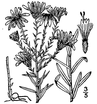 <i>Ionactis</i> Genus of flowering plants in the family Asteraceae