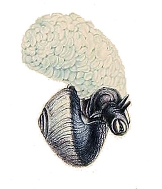 <i>Janthina janthina</i> Species of gastropod