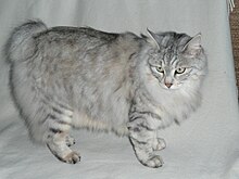 Kurilian bobtail.JPG