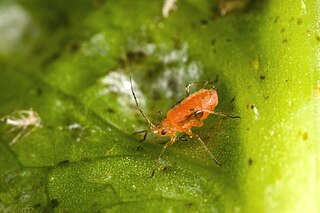 <i>Lettuce mosaic virus</i> species of virus