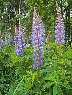 Lupinus polyphyllus, waytachkaq.