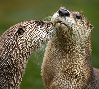 <span class="mw-page-title-main">North American river otter</span> Species of semi-aquatic mammal