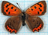 Lycaena phlaeas (American copper) Adult, dorsal view.