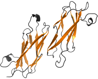 <span class="mw-page-title-main">Major sperm protein</span>