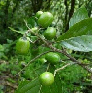 <i>Mezilaurus</i> Genus of trees