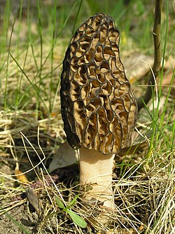 アミガサタケ Morchella esculenta