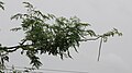 A branch of Drumsticks tree(Munaga in Telugu) in Hyderabad Andhra Pradesh India