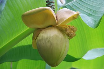 Japoniar bananondoa (Musa × paradisiaca)