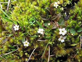 <i>Myosotis bryonoma</i> Species of flowering plant