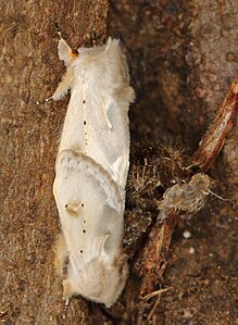 Naroma varipes mating pair