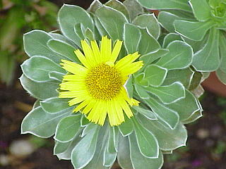 <i>Asteriscus</i> (plant) Genus of flowering plants