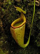 Nepenthes mira