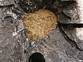 Rounded, yellow, weathered peridotite xenolith in a nephelinite lava flow at Kaiserstuhl, SW Germany